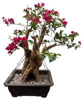 Bougainvillea - Pre-bonsai specimen (red) BO-100-P